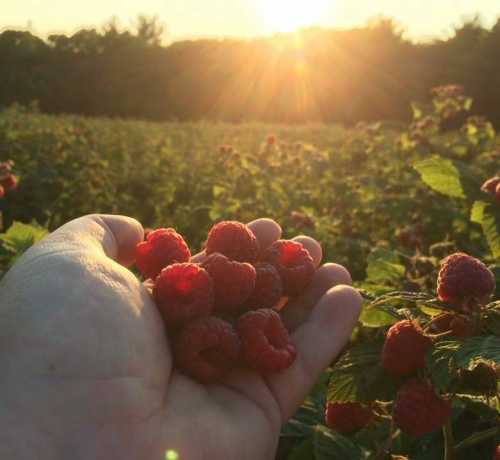 A hand holds fresh raspberries against a sunlit field at sunset, with vibrant green plants in the background.