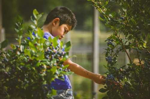 A young boy picking blueberries from a bush in a sunny outdoor setting.