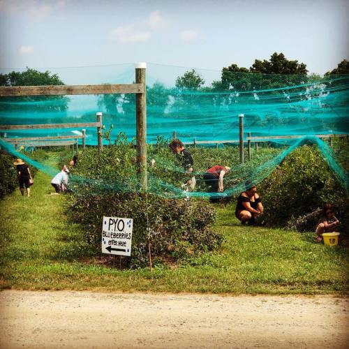 People picking blueberries in a field, with a sign for "Pick Your Own Blueberries" and netting overhead.