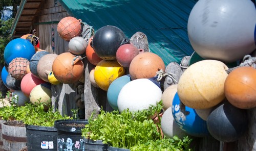 Colorful buoys hanging on a wooden fence, with green plants in black containers below. Bright and vibrant outdoor scene.