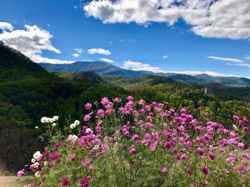 A vibrant display of pink and white flowers in the foreground, with lush green mountains and a blue sky in the background.