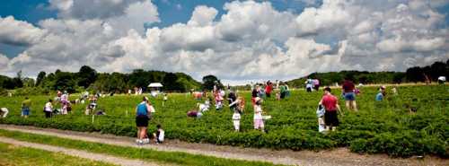 A vibrant field with many people picking strawberries under a partly cloudy sky.