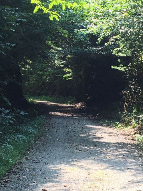 A serene dirt path winding through a lush, green forest with sunlight filtering through the trees.