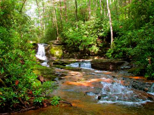 A serene forest scene featuring a flowing stream and small waterfalls surrounded by lush green foliage.