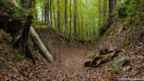 A serene forest path lined with trees, fallen leaves, and logs, creating a peaceful natural setting.