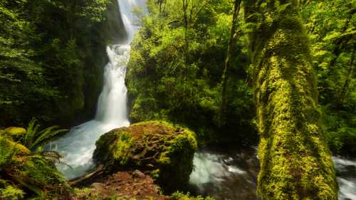 A lush green forest surrounds a cascading waterfall, with moss-covered rocks and flowing water creating a serene scene.