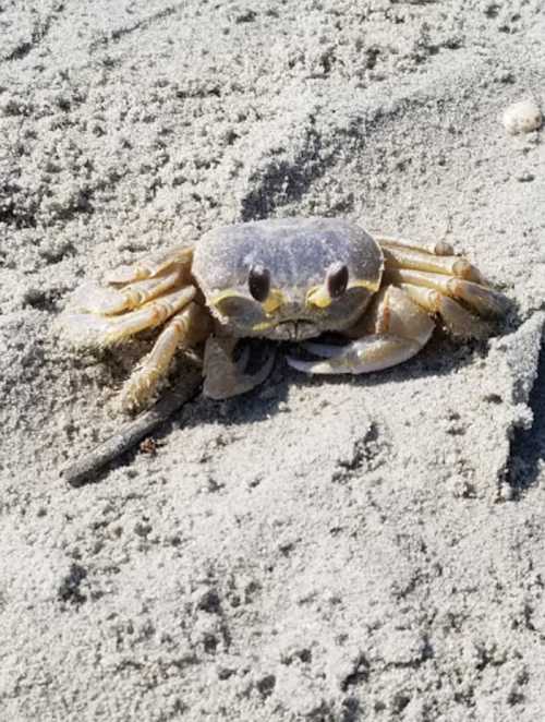 A small crab with a rounded shell and prominent eyes sits on sandy beach terrain.