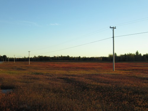 A wide field with colorful vegetation and power lines under a clear blue sky during sunset.