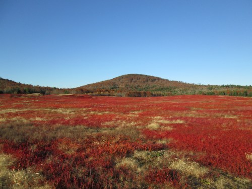 Vibrant red field under a clear blue sky, with a distant hill covered in autumn foliage.