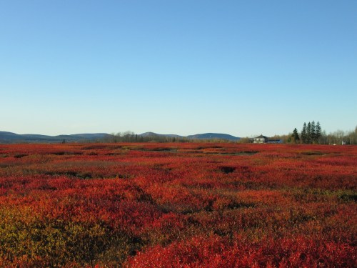 Vibrant red foliage covers a field under a clear blue sky, with distant mountains and a small house in the background.