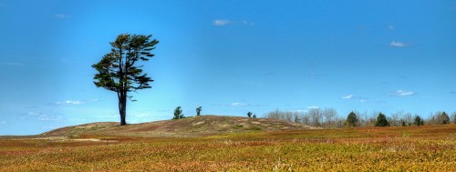A solitary tree stands on a grassy hill under a clear blue sky, surrounded by a colorful landscape.