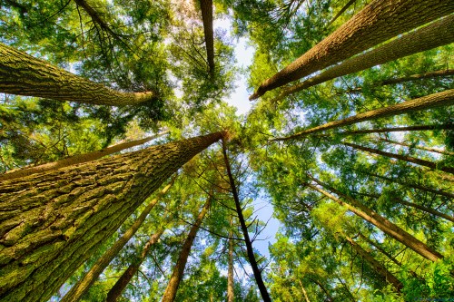 Looking up at tall trees with green foliage against a bright blue sky.