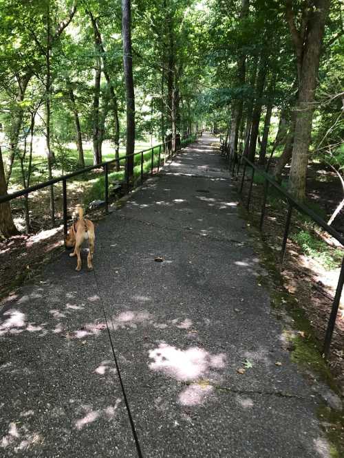 A dog on a leash stands on a paved path surrounded by trees, with sunlight filtering through the leaves.