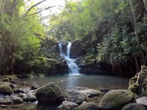 A serene waterfall cascades into a clear pool, surrounded by lush greenery and rocky terrain.
