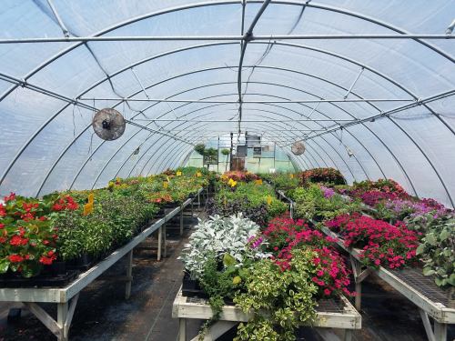 A vibrant greenhouse filled with colorful flowers and plants arranged on wooden tables under a clear plastic roof.