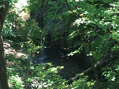 A serene forest scene with a small waterfall cascading through lush green foliage.