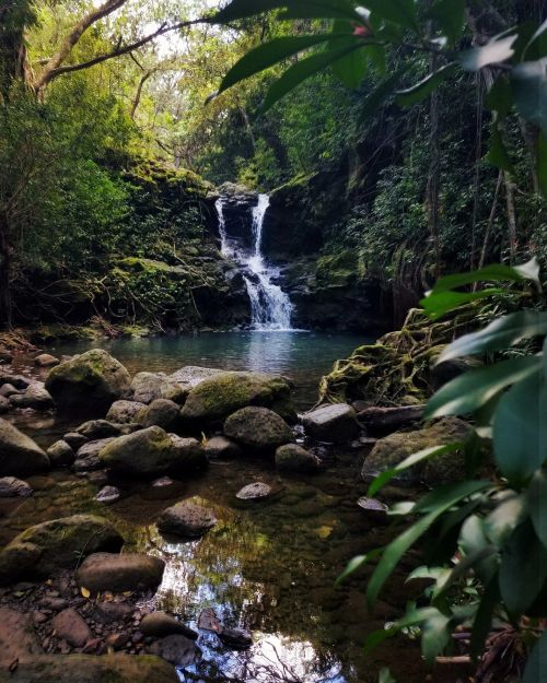 A serene waterfall cascades into a clear pool, surrounded by lush greenery and rocky terrain.