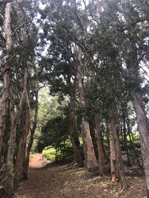 A narrow path winding through a dense forest of tall trees and lush greenery.