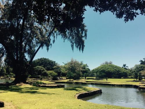 Lush green park with a pond, trees, and clear blue sky, creating a serene natural landscape.