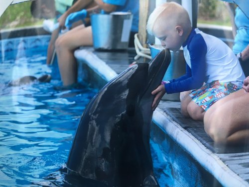 A child gently touches a dolphin's nose while sitting by the edge of a pool, with trainers nearby.