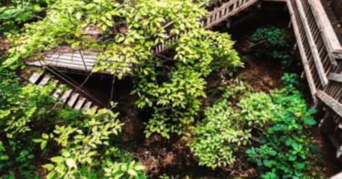 Aerial view of a wooden structure surrounded by lush green foliage and trees.
