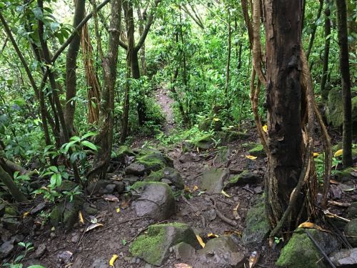 A narrow, muddy trail winds through a dense, green forest with lush vegetation and rocky terrain.