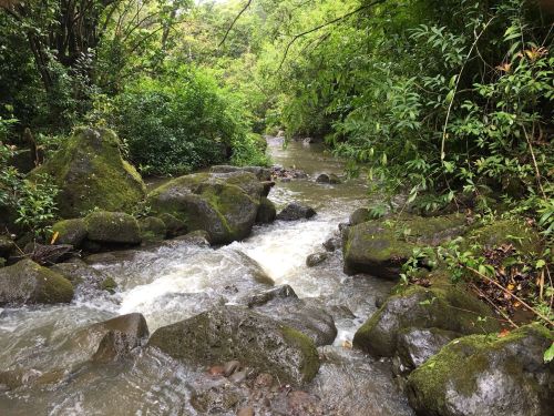 A serene stream flows through a lush, green forest, surrounded by rocks and vibrant vegetation.