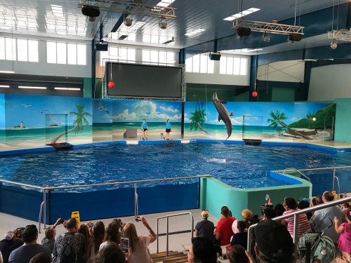 A dolphin jumps in a pool during a performance, with an audience watching and a tropical mural in the background.