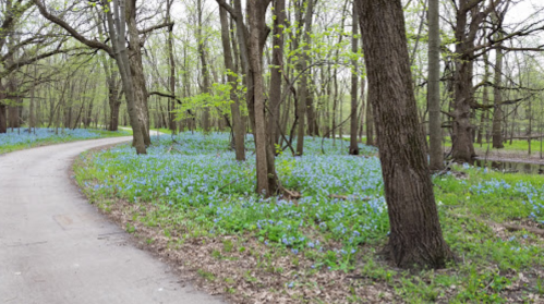 A winding path through a forest with vibrant blue flowers and budding green trees.