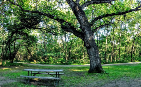 A picnic table sits under a large tree in a lush green forest, with a winding path in the background.