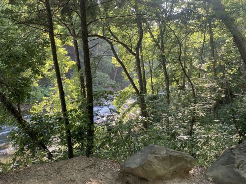 A serene forest scene with lush green trees and a river flowing in the background, dappled sunlight filtering through.