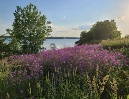 A vibrant field of purple flowers in front of a calm lake, surrounded by lush greenery and a clear blue sky.