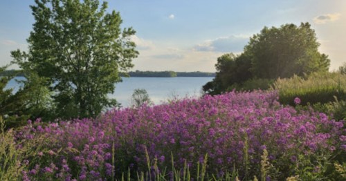 A serene lakeside view with vibrant purple flowers in the foreground and lush greenery under a clear blue sky.