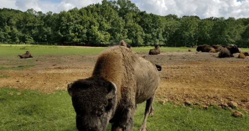 A close-up of a bison in a grassy field, with other bison resting in the background under a partly cloudy sky.