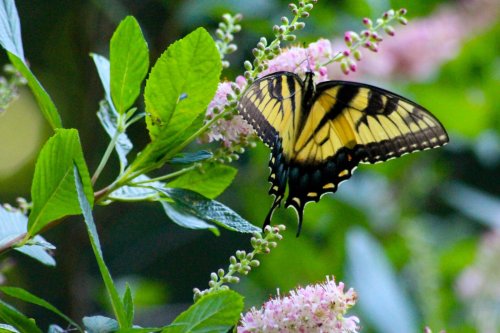 A yellow and black butterfly perched on pink flowers surrounded by green leaves.