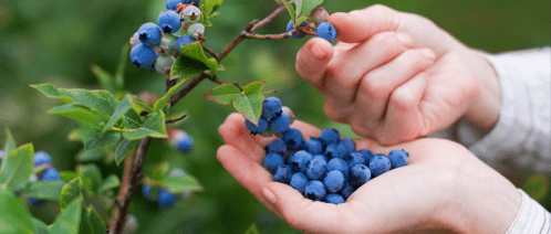 Hands holding fresh blueberries, with a branch of blueberries in the background.