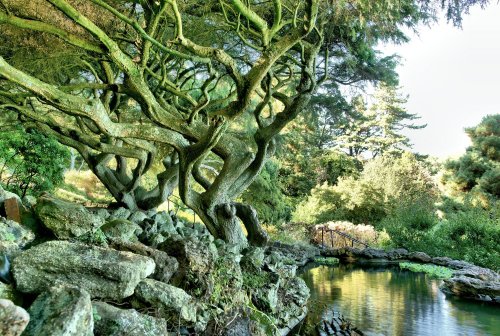 A twisted tree with mossy branches beside a calm pond, surrounded by lush greenery and rocks.
