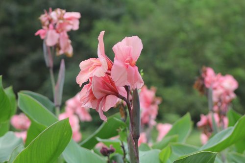 Pink flowers bloom among lush green leaves in a vibrant garden setting.