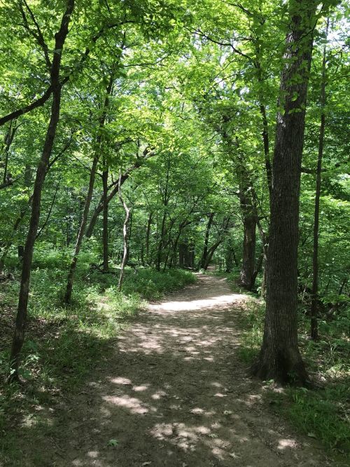 A sunlit dirt path winding through a lush green forest with tall trees and vibrant foliage.