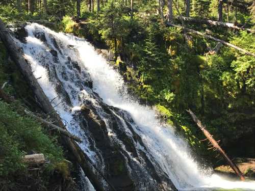 A cascading waterfall flows over rocks, surrounded by lush green trees and mossy terrain in a serene forest setting.