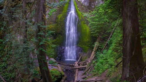 A serene waterfall cascades down moss-covered rocks, surrounded by lush green trees and fallen logs.
