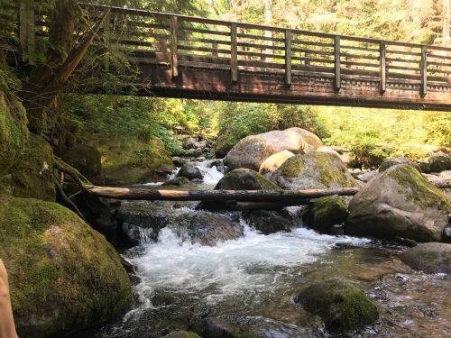 A wooden bridge spans a rocky stream surrounded by lush greenery and sunlight filtering through the trees.