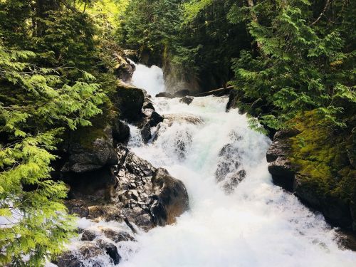A rushing river flows over rocks, surrounded by lush green trees in a serene forest setting.