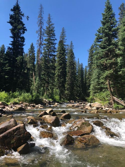 A clear stream flows over rocks, surrounded by tall evergreen trees under a bright blue sky.
