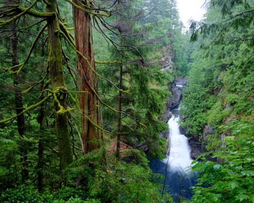 Lush green forest with tall trees surrounding a serene river flowing through a rocky landscape. Misty atmosphere.
