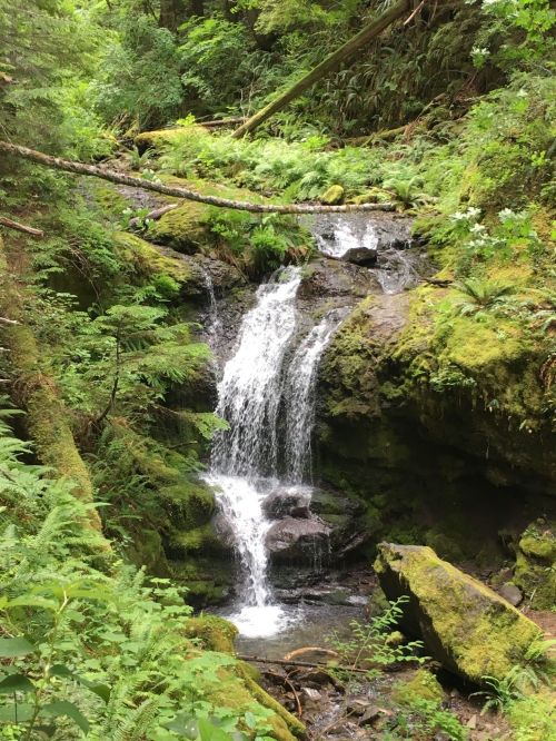A serene waterfall cascades over moss-covered rocks, surrounded by lush green foliage in a tranquil forest setting.