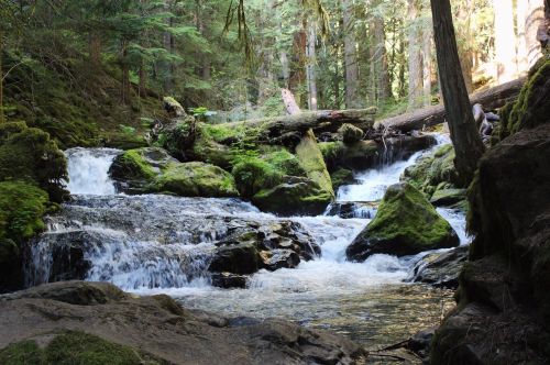 A serene forest scene featuring a flowing stream over moss-covered rocks, surrounded by lush greenery and trees.