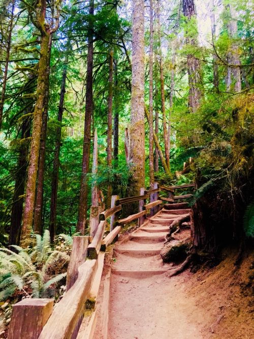 A winding dirt path through a lush green forest, lined with tall trees and wooden railings.