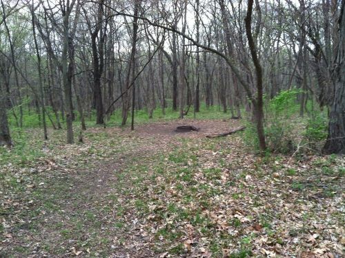 A wooded area with bare trees, scattered leaves, and a small clearing on a path.