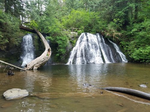 A serene waterfall cascades into a calm pool, surrounded by lush greenery and a fallen tree.